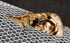 Zalissa catocalina