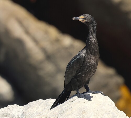 iNaturalist: (c) Steve Mayo, some rights reserved (CC BY-NC), uploaded by Steve Mayo iNaturalist image