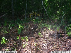 Callipepla douglasii