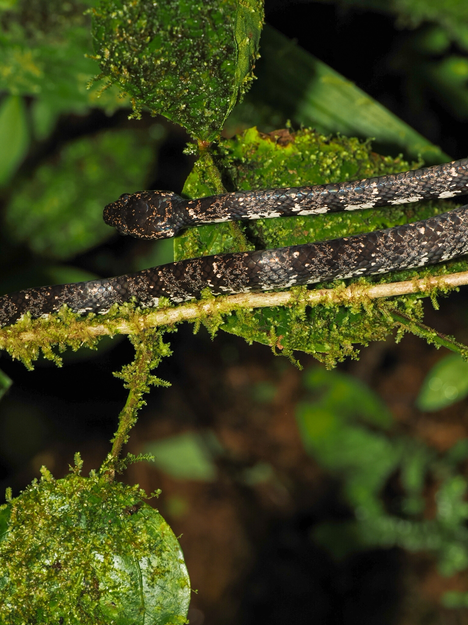 Vieira's Snail-Eating Snake