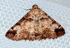 Cryphaea xylina