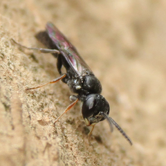 Passaloecus
