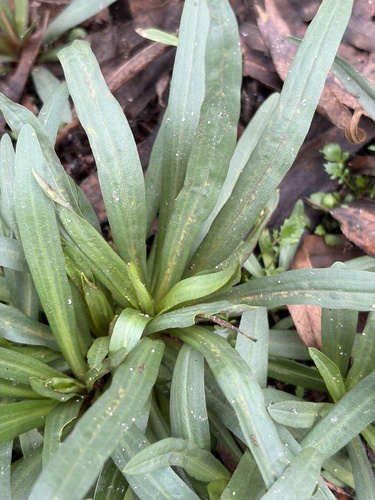 iNaturalist observation photo of flowering plants