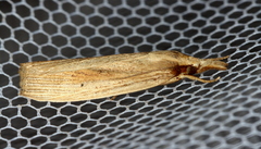 Calamotropha leptogrammellus