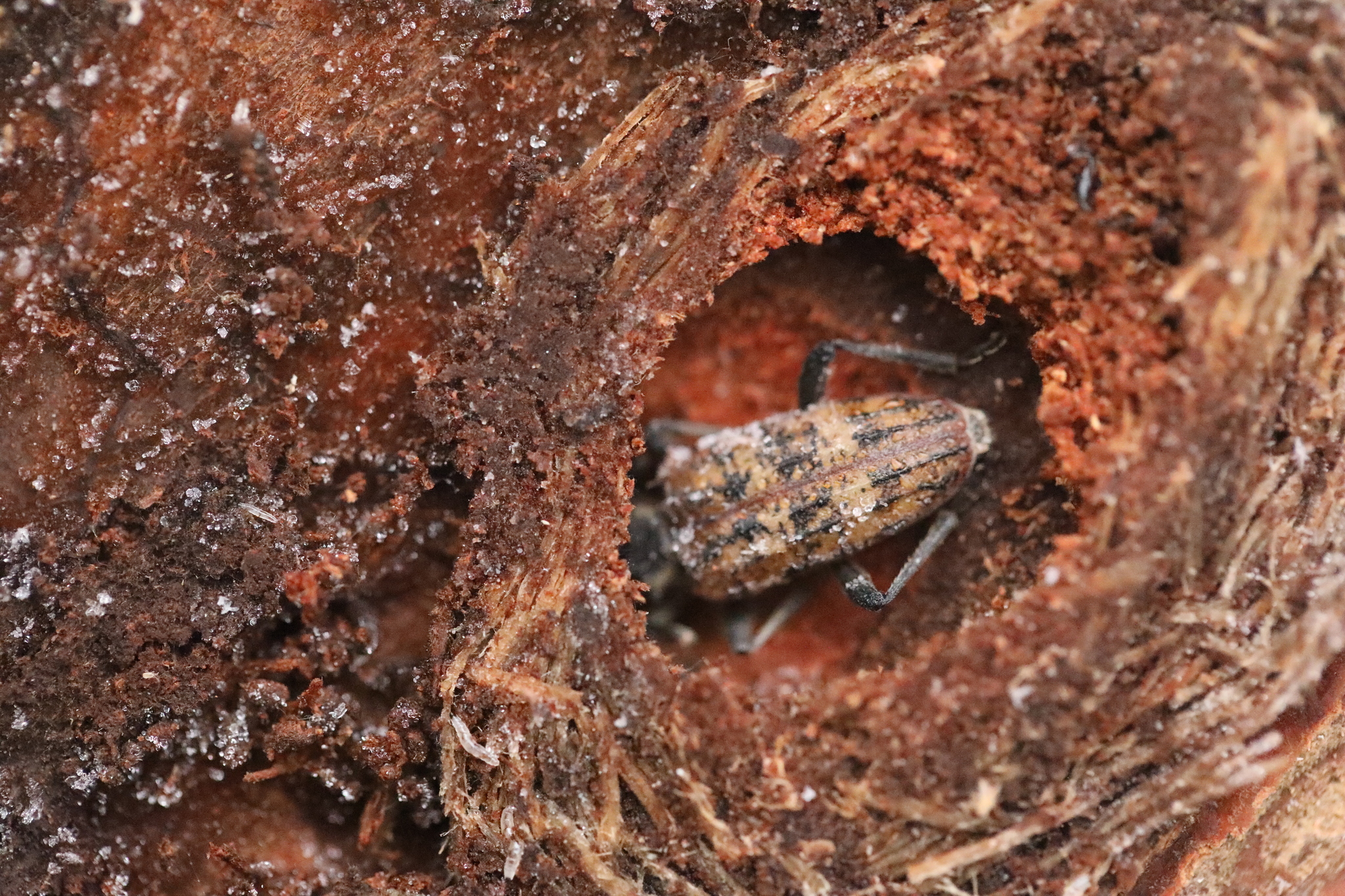 Rhagium inquisitor