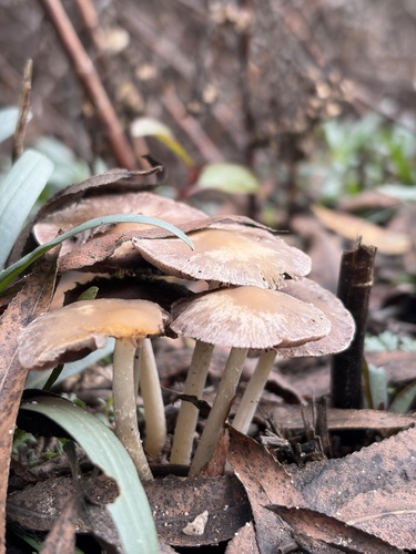 iNaturalist observation photo of Pale Brittlestem