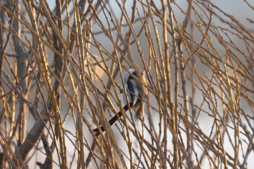 Long-tailed Tit (Aegithalos caudatus), photo 5