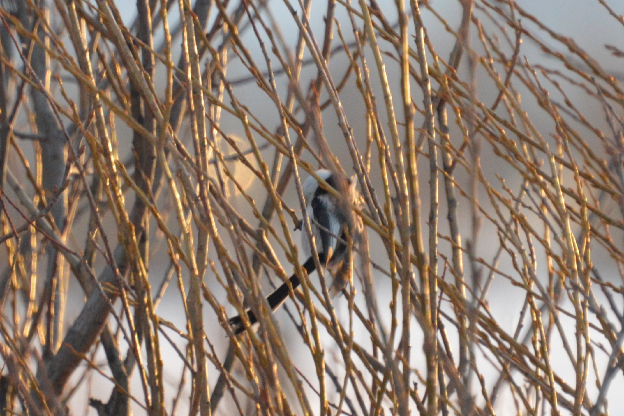 Long-tailed Tit (Aegithalos caudatus), photo 5