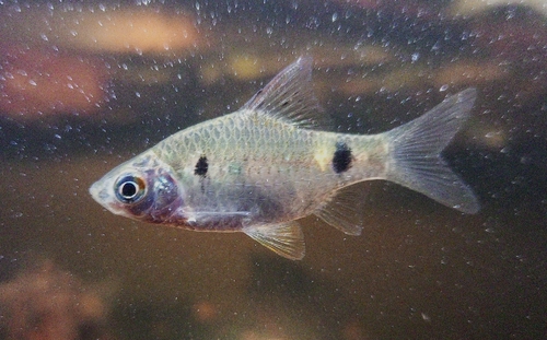 Barb (Pethia ticto) — Cyprinidae