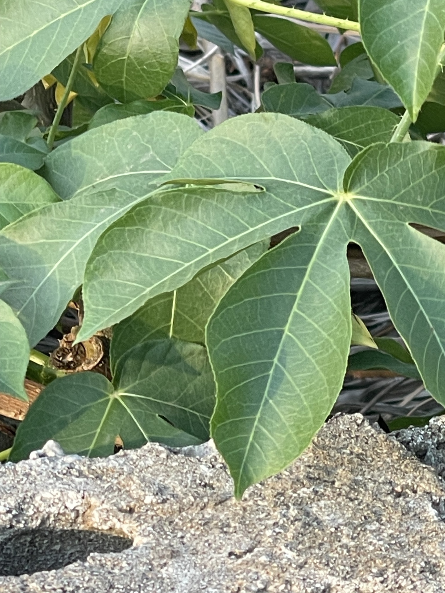 Cassava
