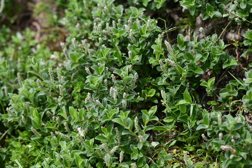 Pyrenean Willow (Salix pyrenaica)
