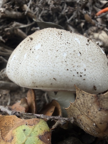 iNaturalist observation photo of field and button mushrooms