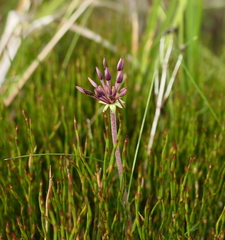 Chaerophyllum eriopodum