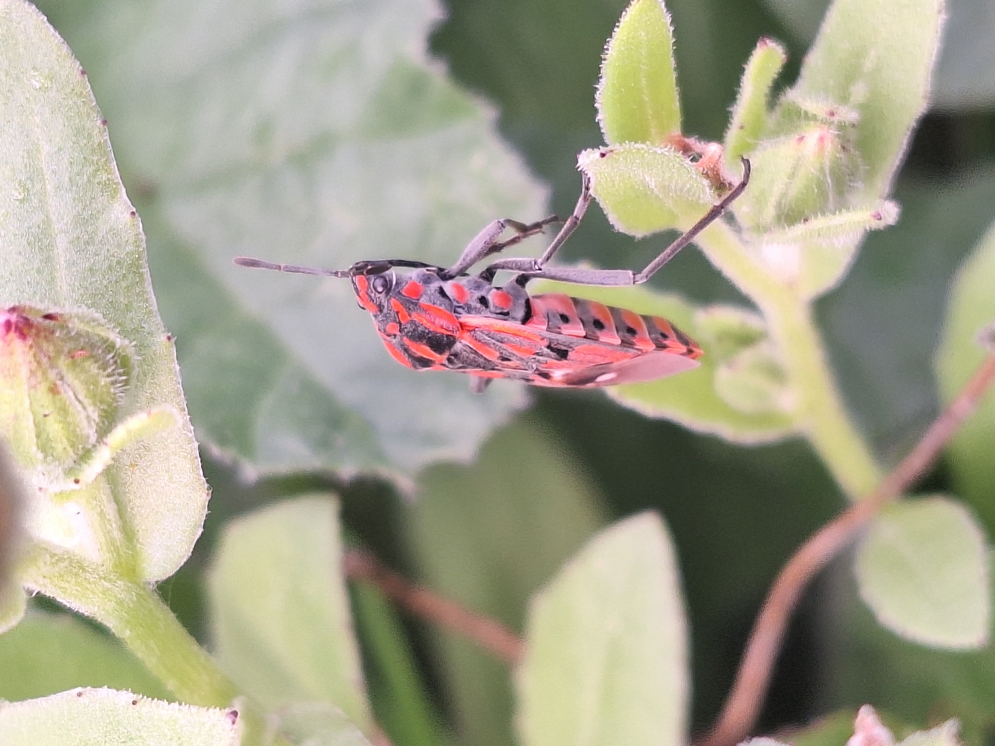 Spilostethus pandurus