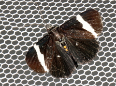 Coenotoca subaspersa