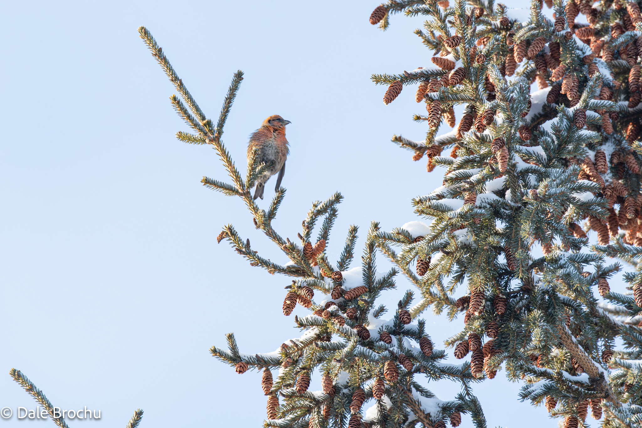 Two-barred Crossbill (Loxia leucoptera), photo 1