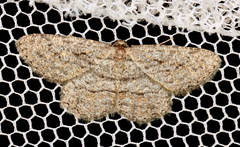 Zermizinga sinuata