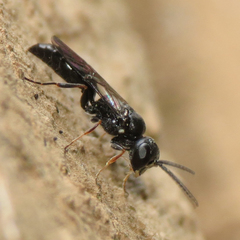 Passaloecus
