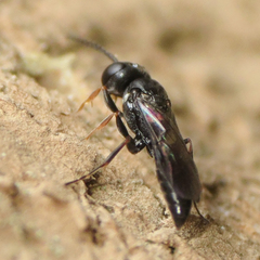 Passaloecus