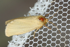 Heliocheilus moribunda