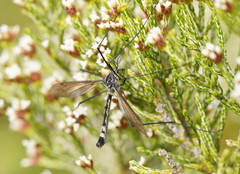 Platyphasia wilsoni