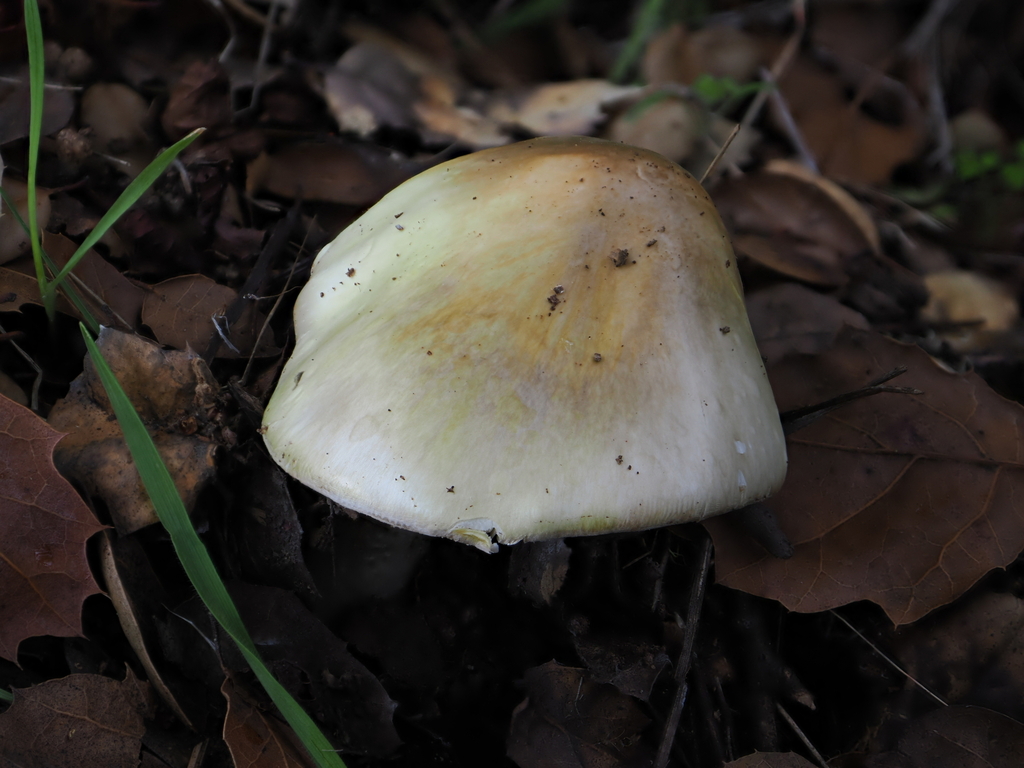 Amanita phalloides · December 2025 · photo: © alan_rockefeller (iNaturalist, cc-by-sa)