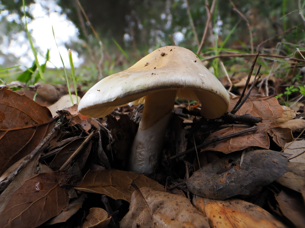 Amanita phalloides · December 2025 · photo: © alan_rockefeller (iNaturalist, cc-by-sa)
