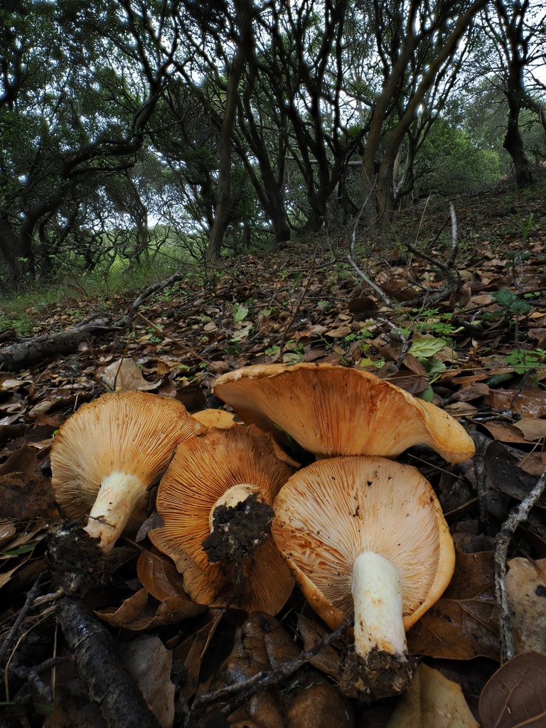 Lactarius alnicola · December 2025 · photo: © alan_rockefeller (iNaturalist, cc-by-sa)