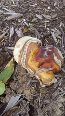 Ganoderma