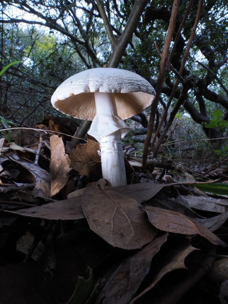 Amanita phalloides · December 2025 · photo: © alan_rockefeller (iNaturalist, cc-by-sa)