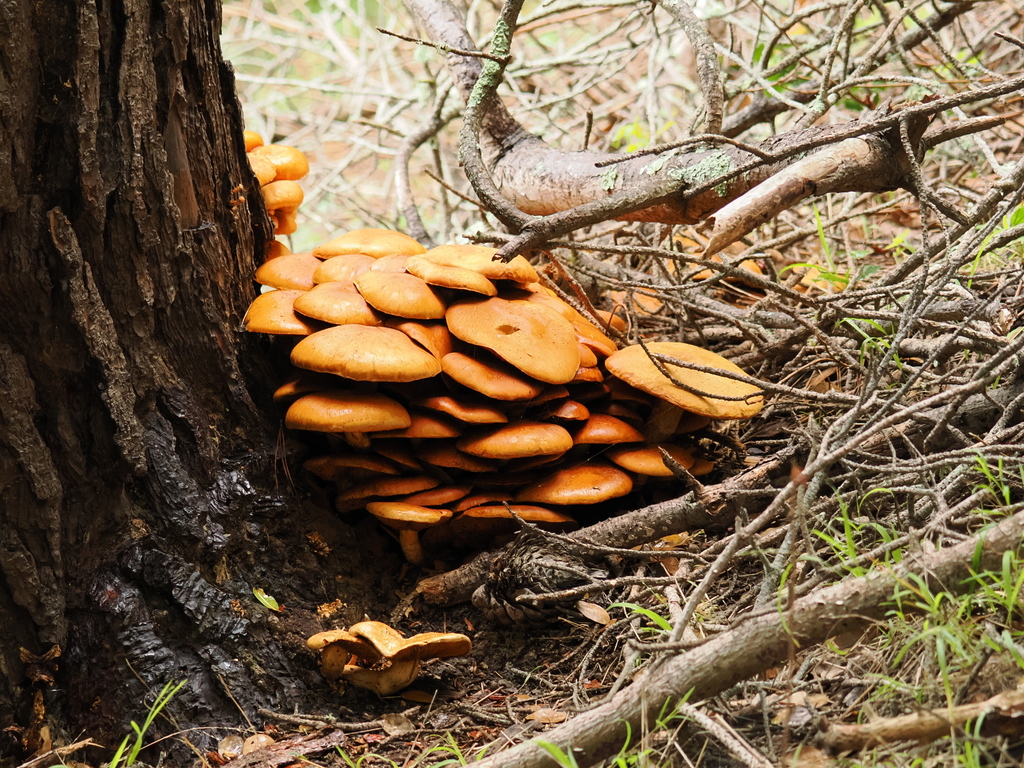 Gymnopilus ventricosus · December 2025 · photo: © alan_rockefeller (iNaturalist, cc-by-sa)