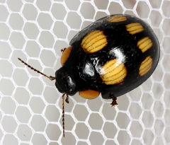 Paropsisterna sexpustulata