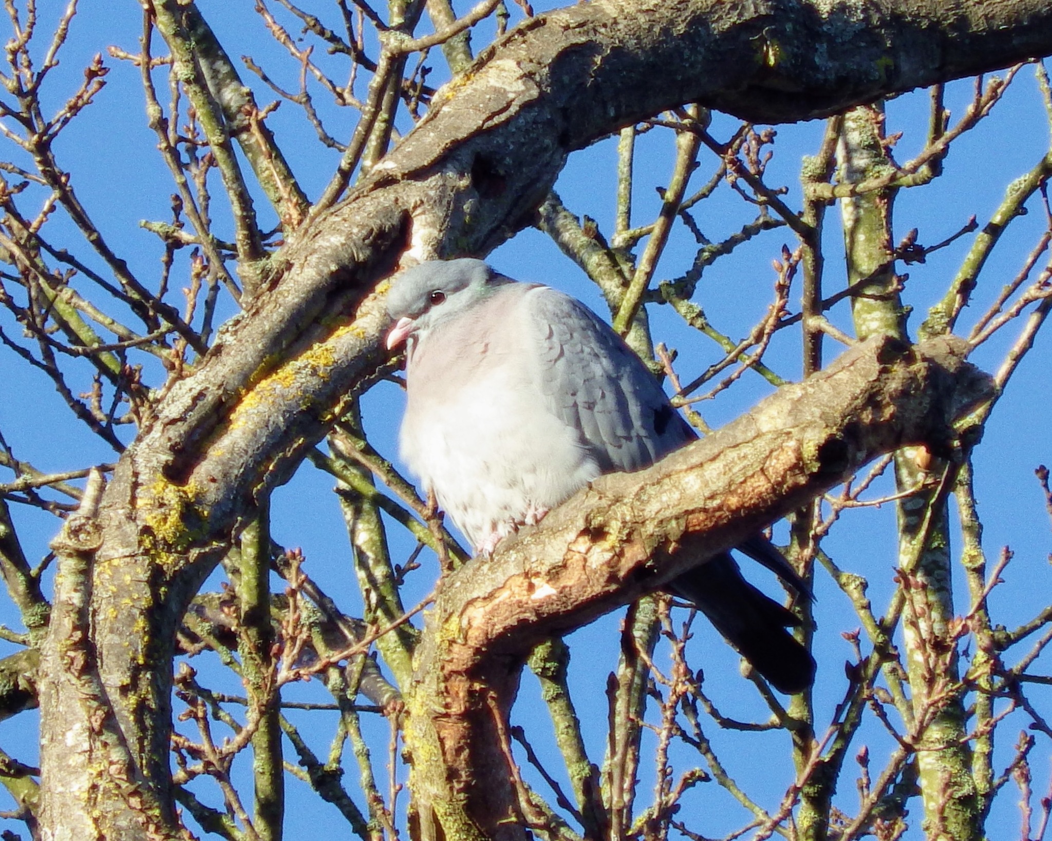 Stock Dove (Columba oenas), photo 3