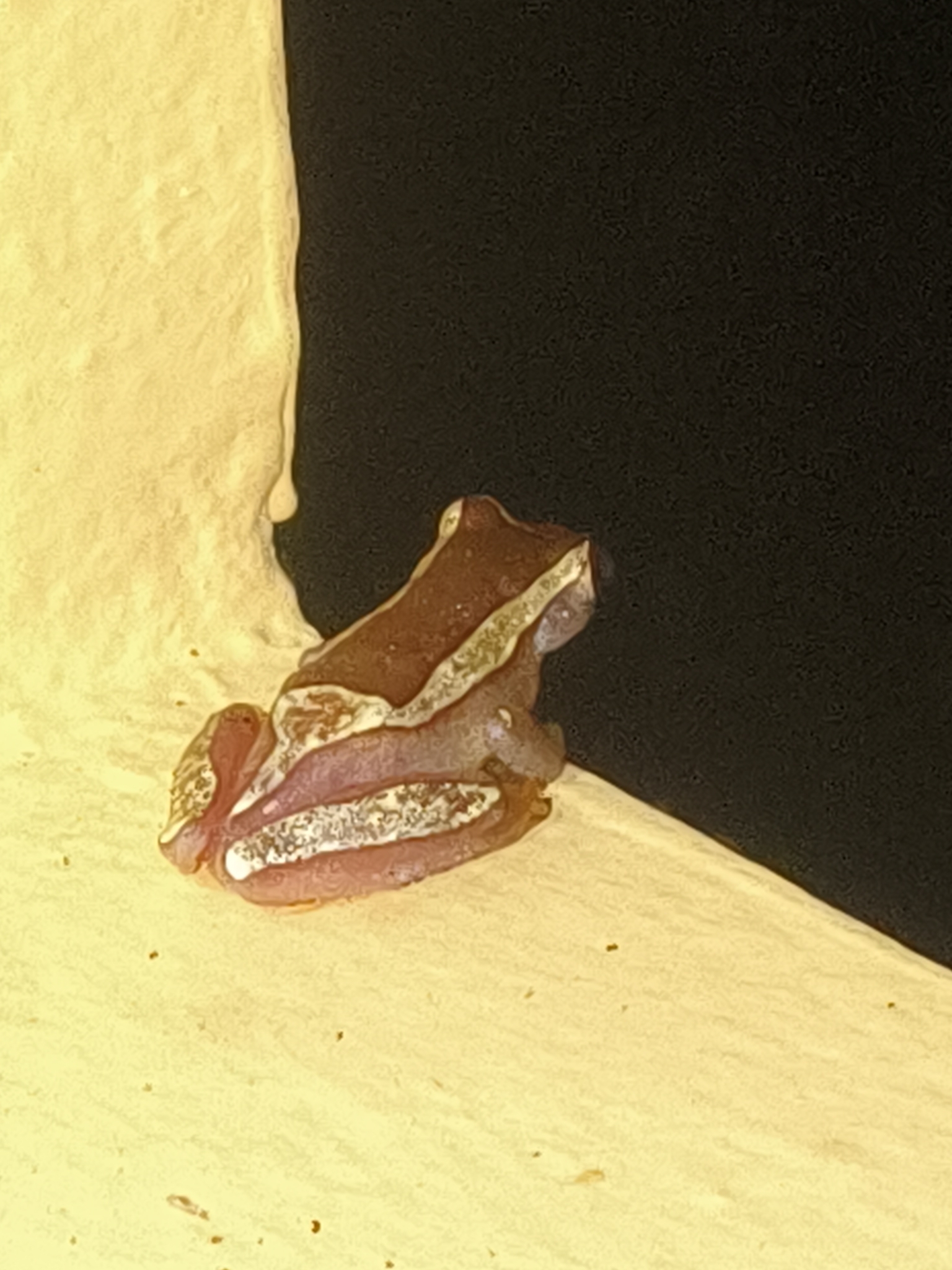 Dendropsophus elegans (Wied-Neuwied, 1824)
