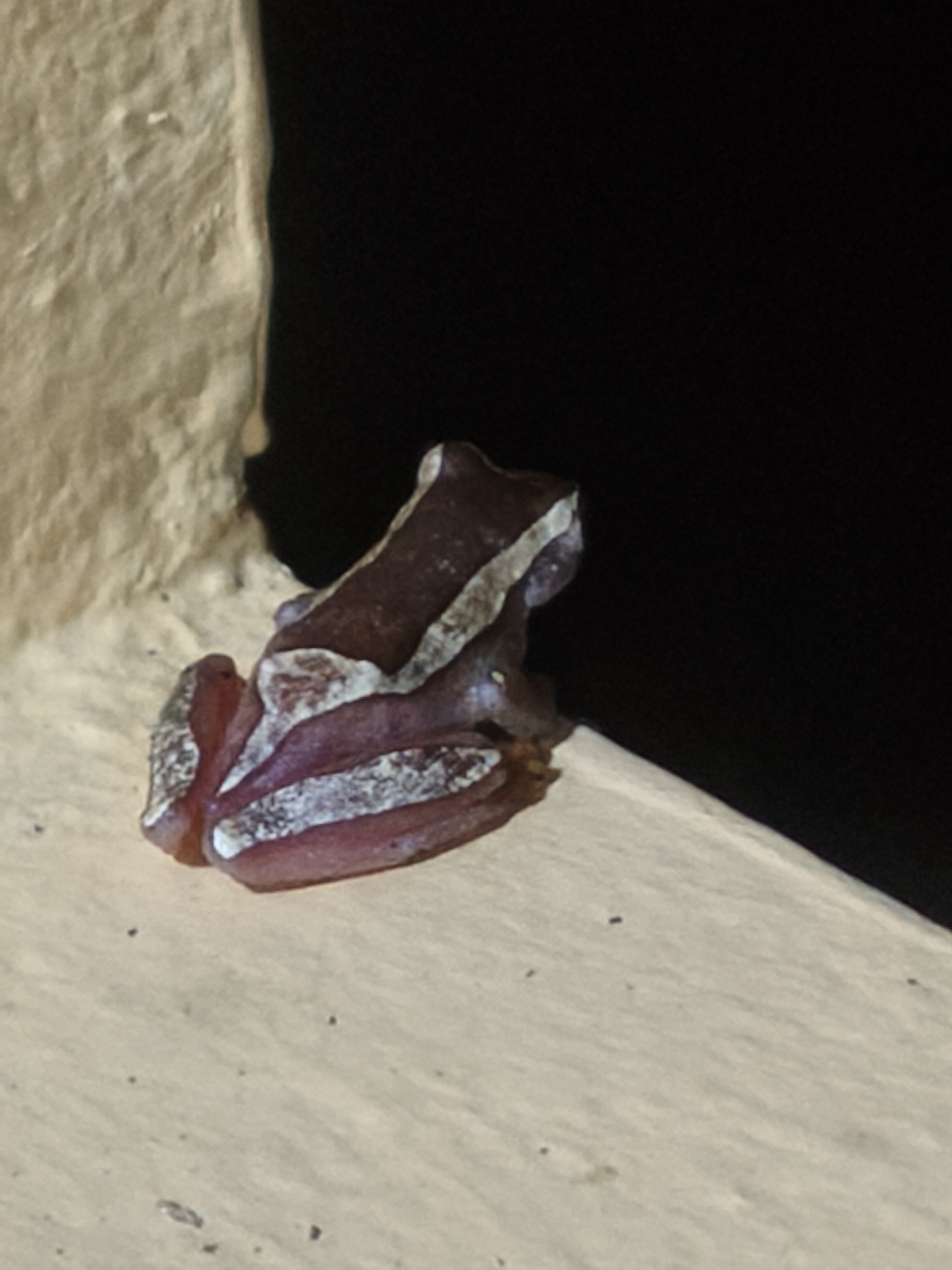 Dendropsophus elegans (Wied-Neuwied, 1824)