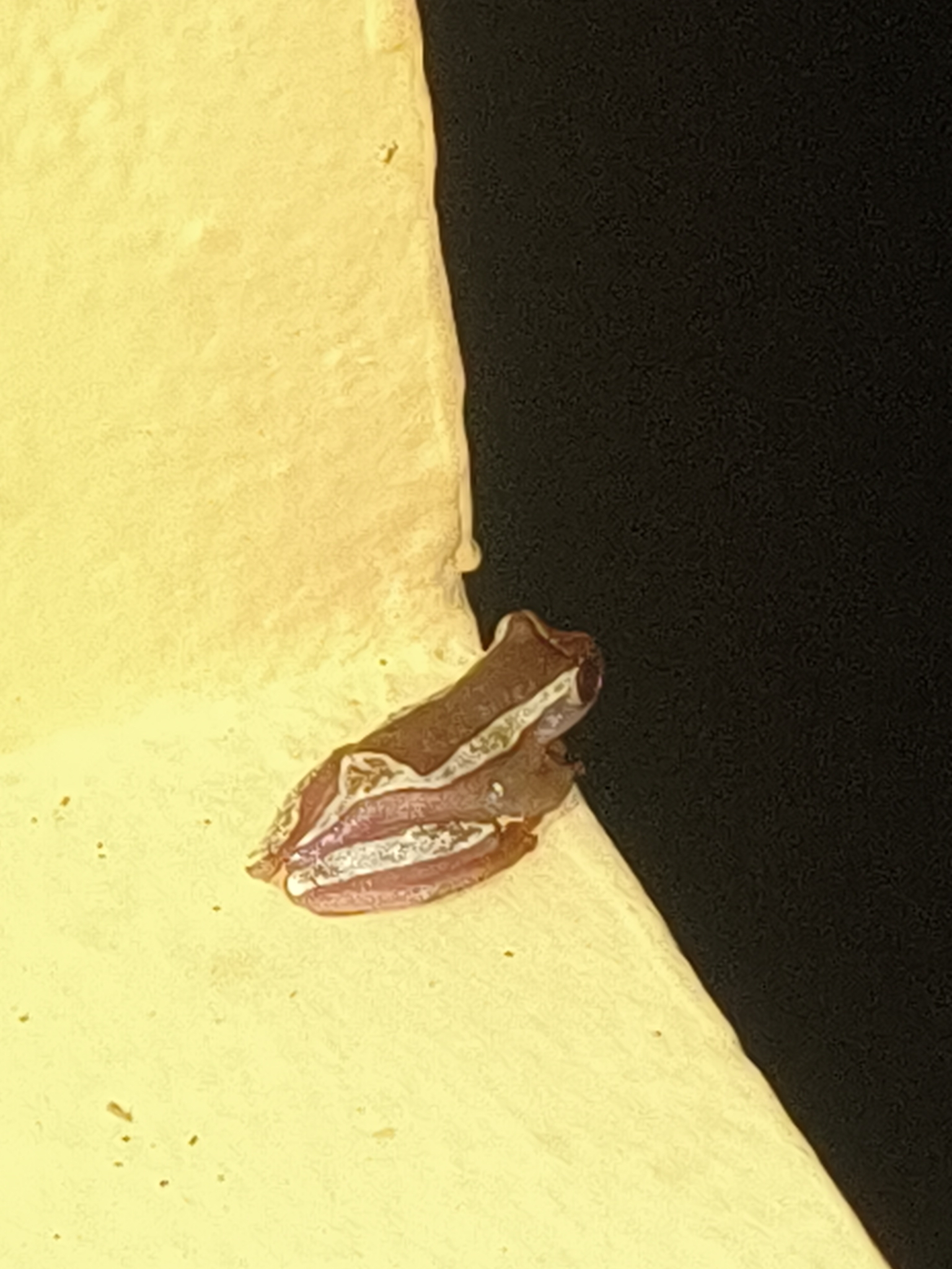 Dendropsophus elegans (Wied-Neuwied, 1824)