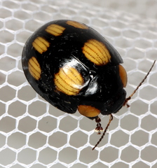 Paropsisterna sexpustulata