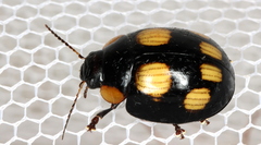 Paropsisterna sexpustulata