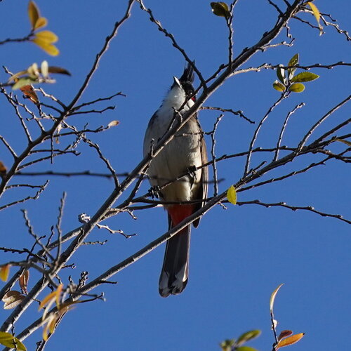 Red-whiskered Bulbul (Pycnonotus jocosus)
