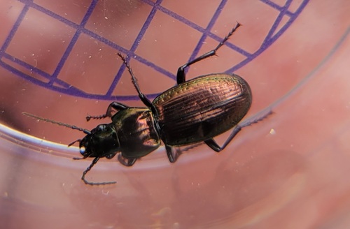 Pterostichus externepunctatus