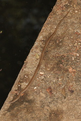 Liophidium trilineatum