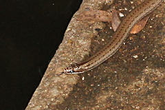Liophidium trilineatum