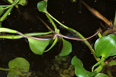 Liophidium trilineatum