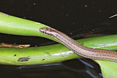 Liophidium trilineatum