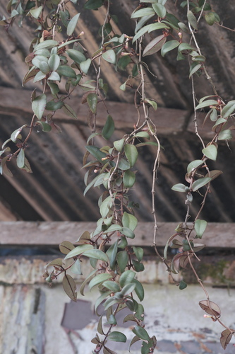 Codonanthopsis crassifolia, photograph 3