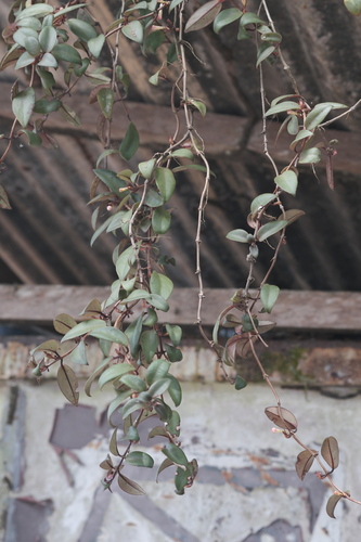 Codonanthopsis crassifolia, photograph 2