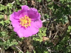 Rosa minutifolia