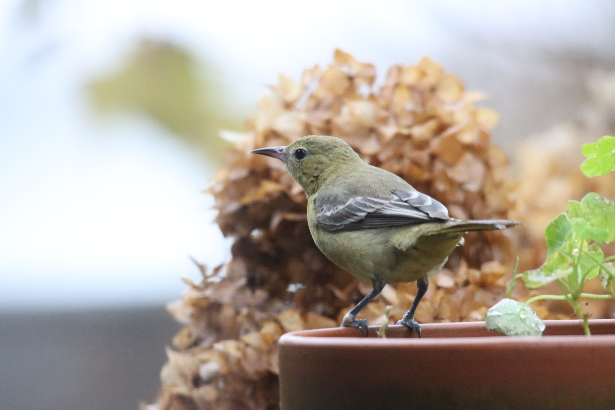 Hooded Oriole (Icterus cucullatus), photo 1