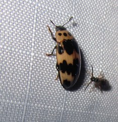 Ischyrus quadripunctatus