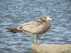 Larus atlanticus